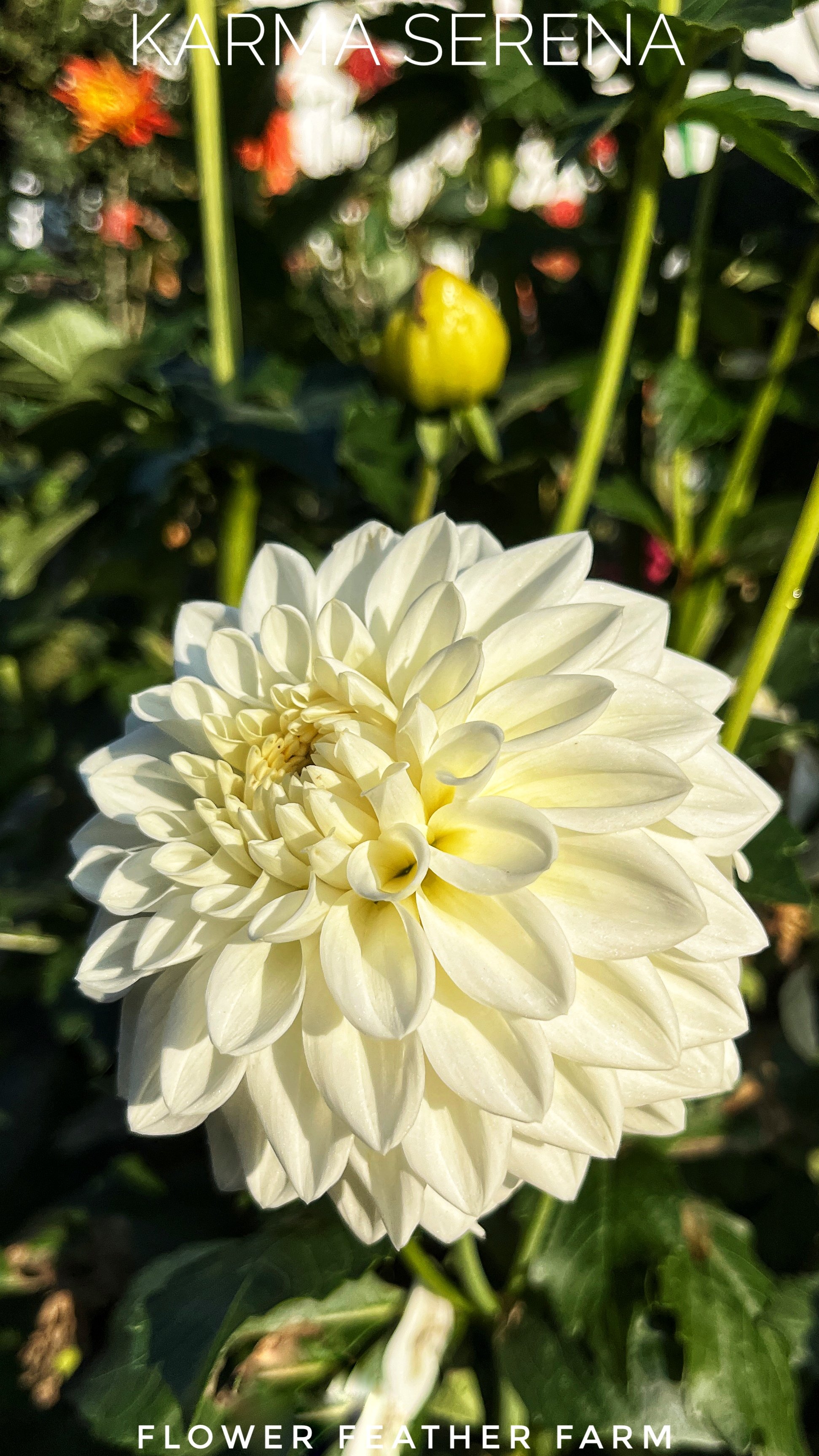 Karma Serena Dahlia Tubers at Flower Feather Farm, Specialty
